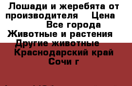 Лошади и жеребята от производителя. › Цена ­ 120 - Все города Животные и растения » Другие животные   . Краснодарский край,Сочи г.